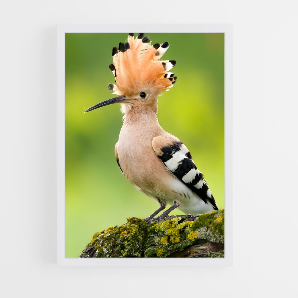 ap-hoopoe-5 cadre Blanc