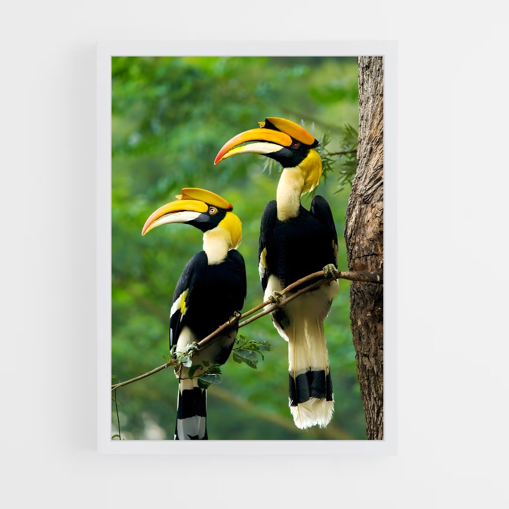 ap-hornbill-3 cadre Blanc