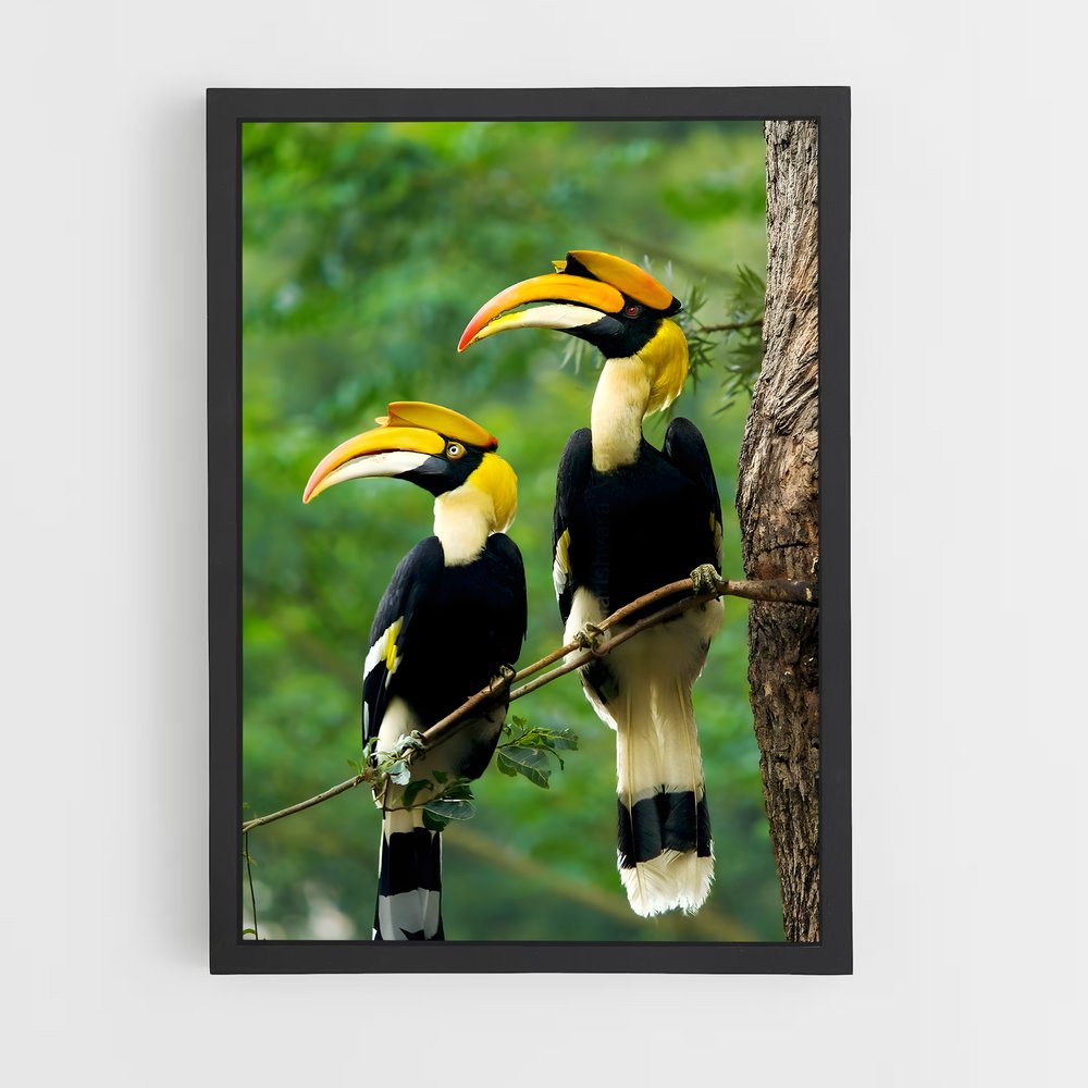 ap-hornbill-3 cadre Noir