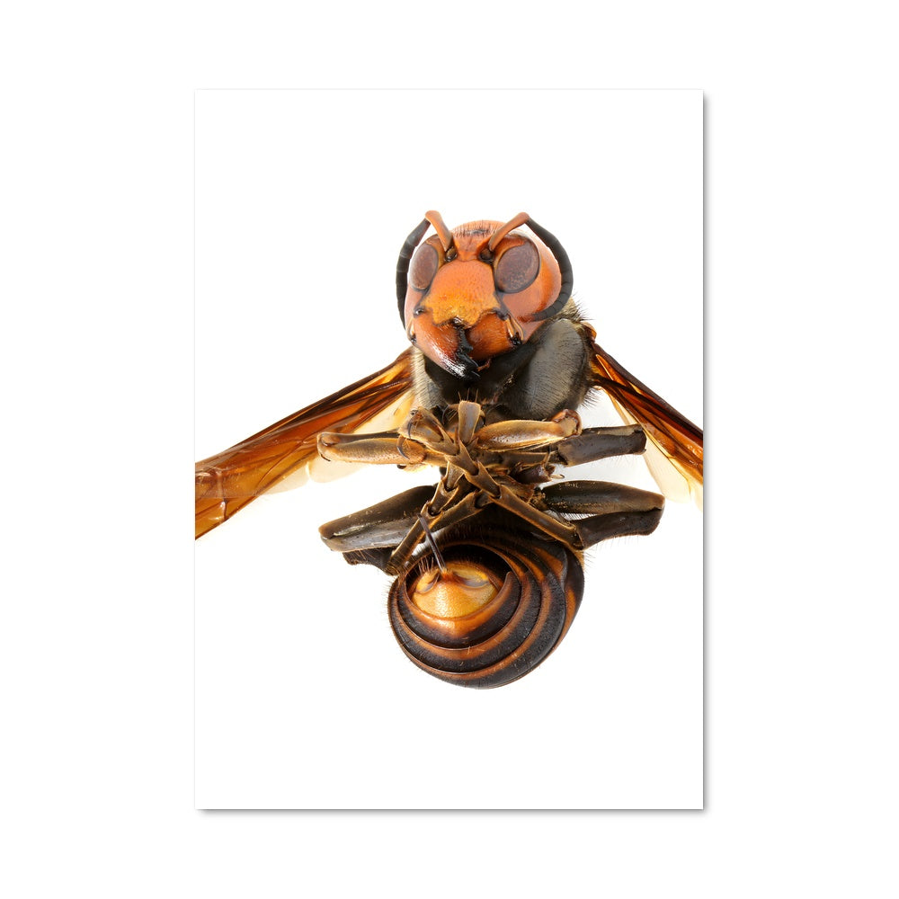 Poster Reine des Frelons