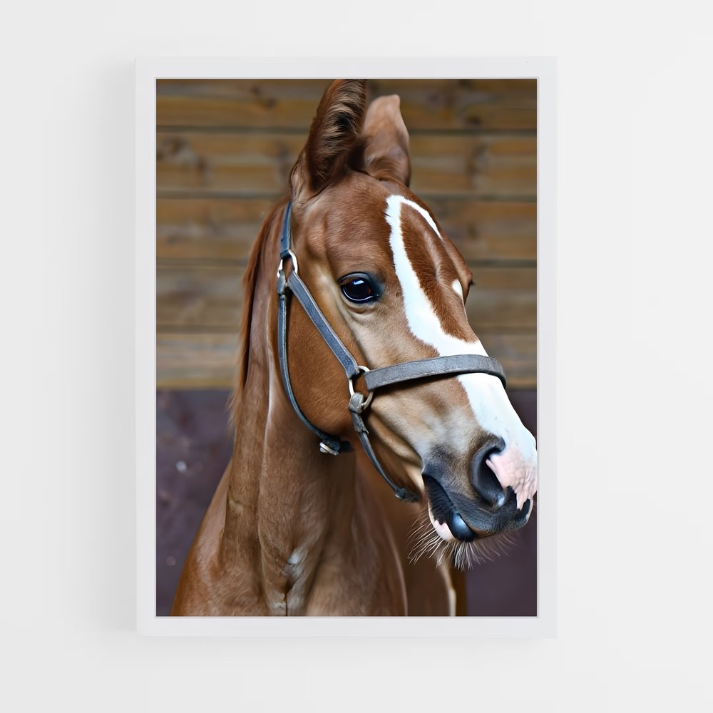 ap-horse-14 cadre Blanc