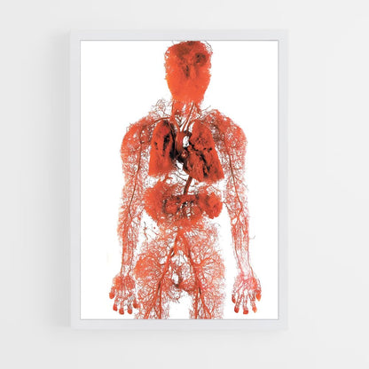 ap-human anatomy-3 cadre Blanc