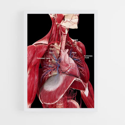 ap-human anatomy-4 cadre Blanc