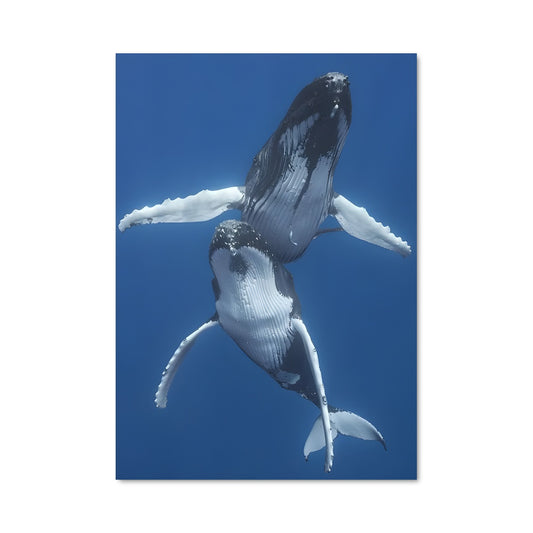 Poster Danse des Baleines