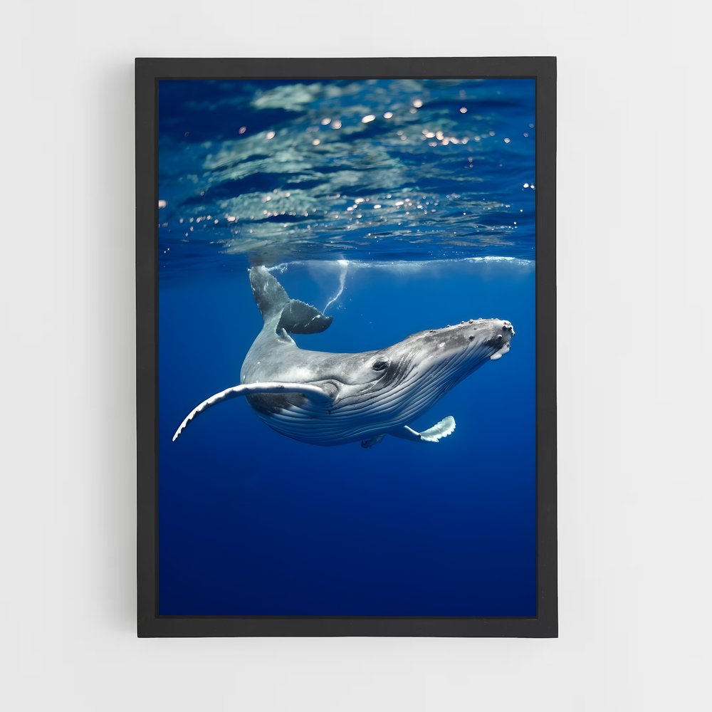 ap-humpback whale-1 cadre Noir