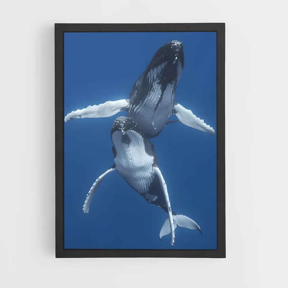 ap-humpback whale-4 cadre Noir