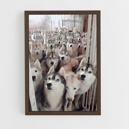 ap-husky-4 cadre Bois foncé