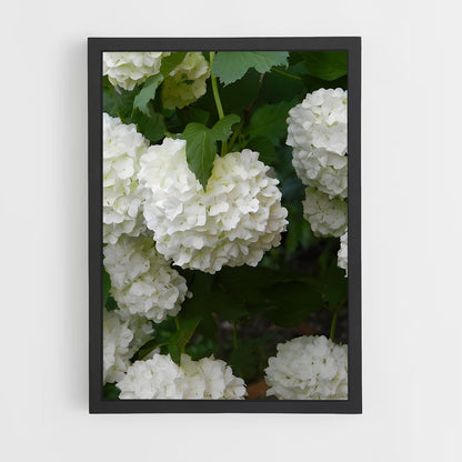 ap-hydrangea-11 cadre Noir