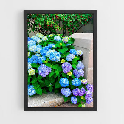 ap-hydrangea-12 cadre Noir