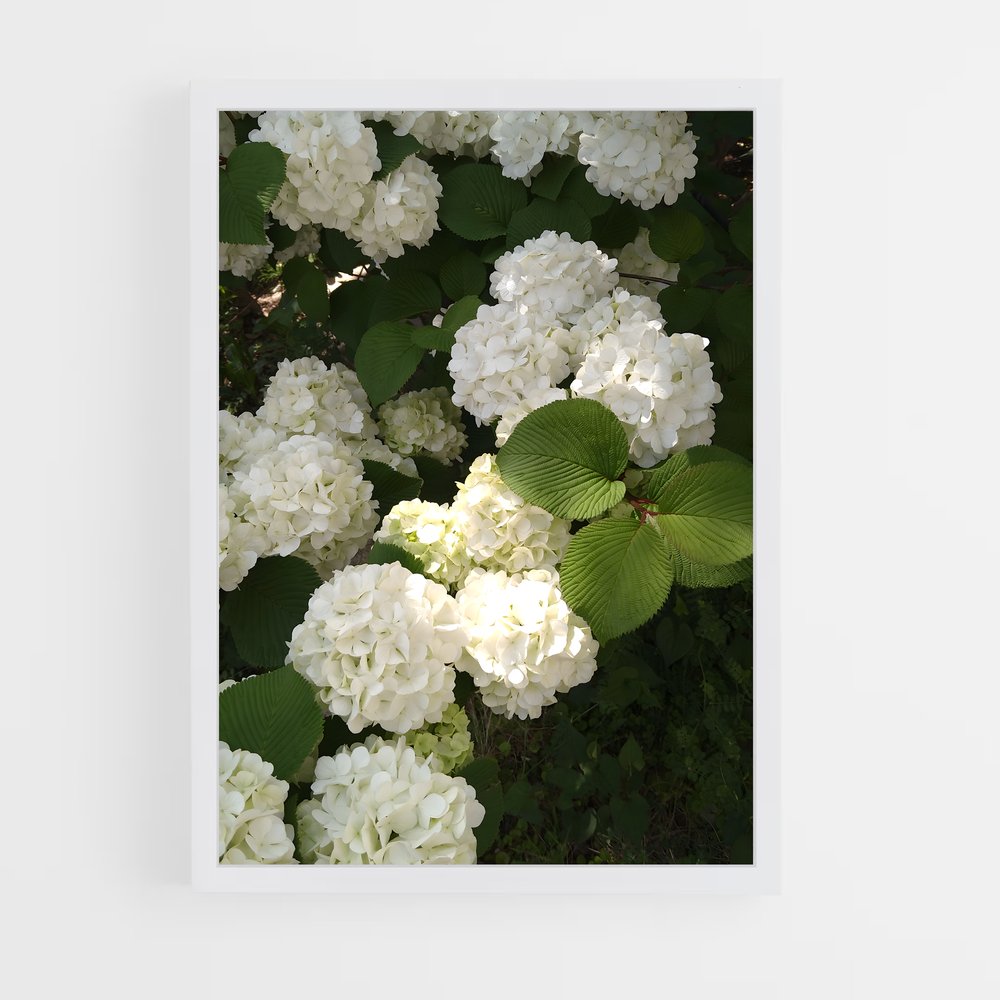 ap-hydrangea-13 cadre Blanc