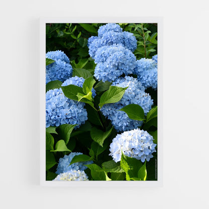 ap-hydrangea-4 cadre Blanc