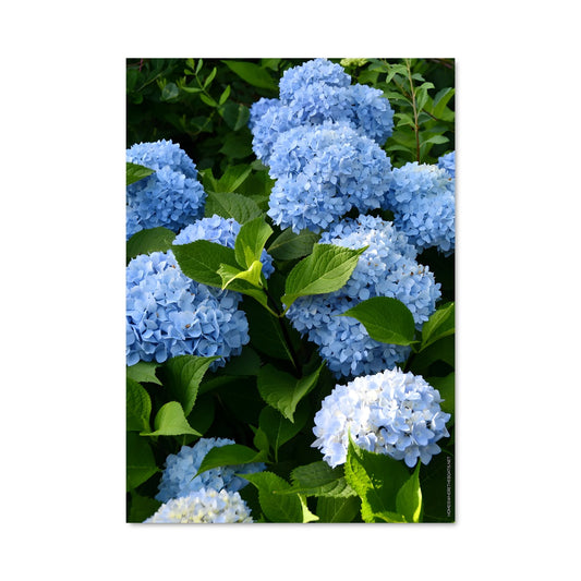 Poster Hydrangea Dream