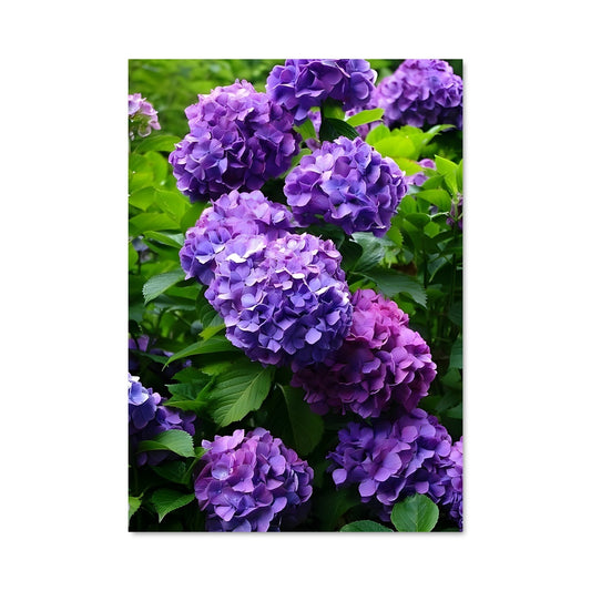 Poster Hydrangea 96593