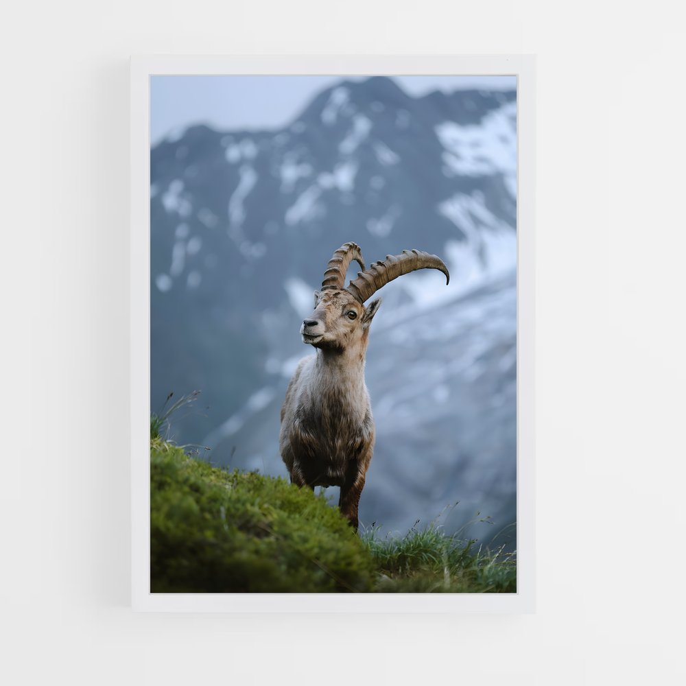 ap-ibex-8 cadre Blanc