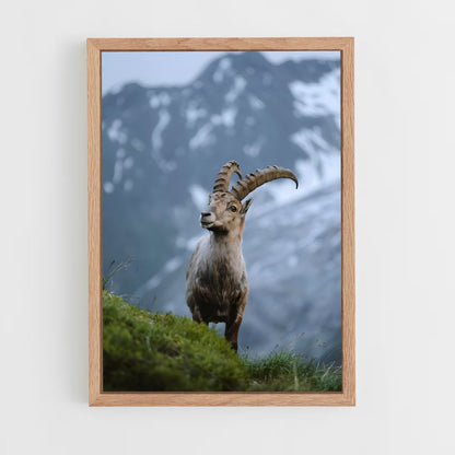ap-ibex-8 cadre Bois clair