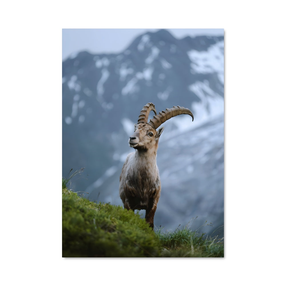 Poster La Majesté des Cimes