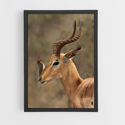ap-impala-7 cadre Noir