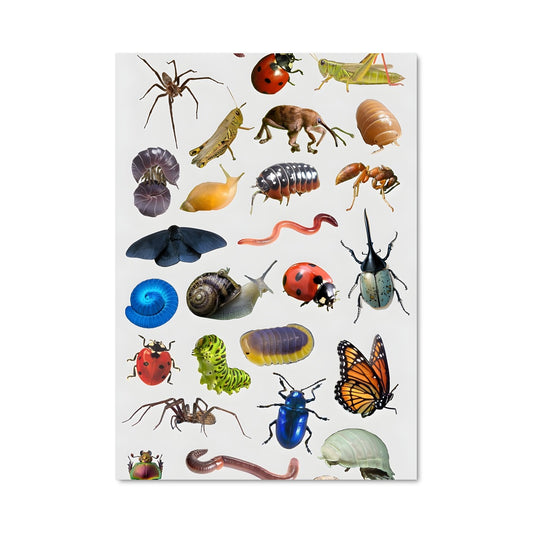 Poster La Symphonie des Insectes