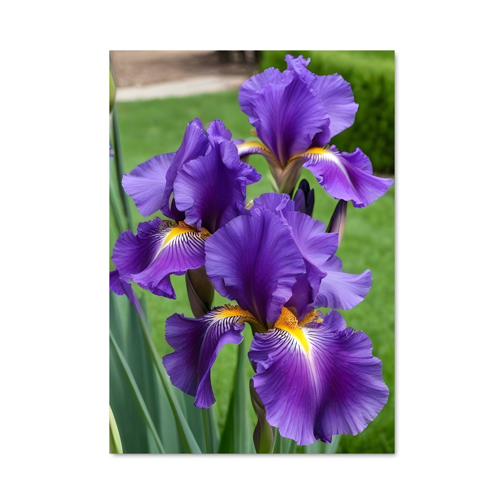 Poster Éclats d'Iris