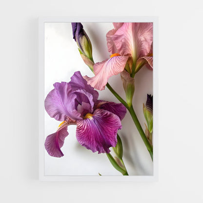 ap-iris-5 cadre Blanc