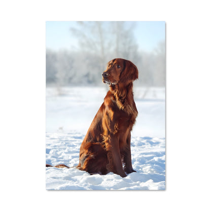 Poster Le Setter des Neiges