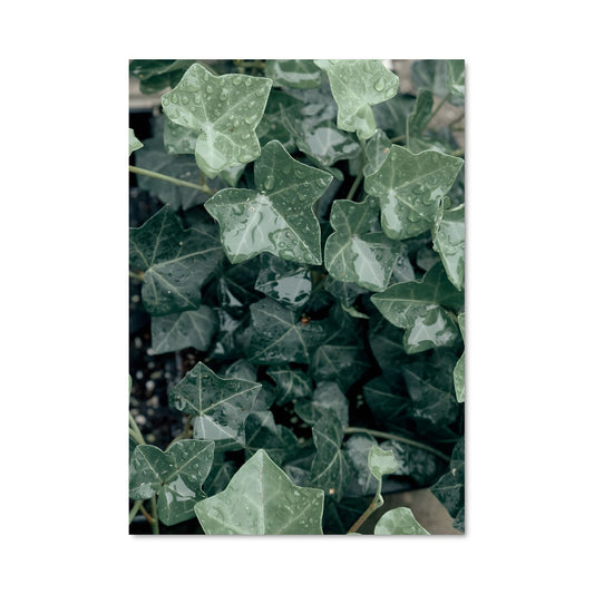 Poster Lierre Éternel