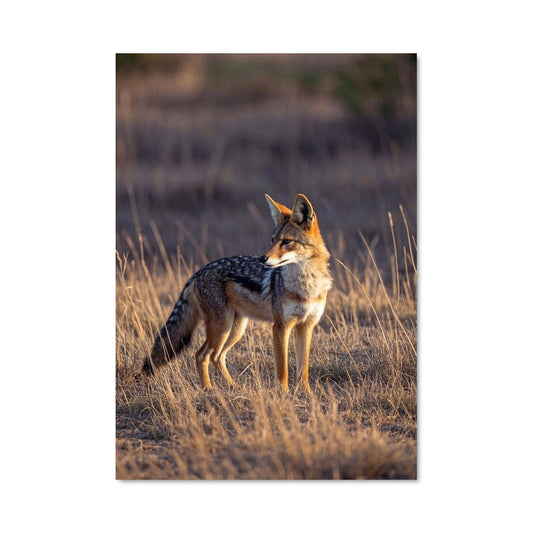 Poster Le Coyote Sauvage