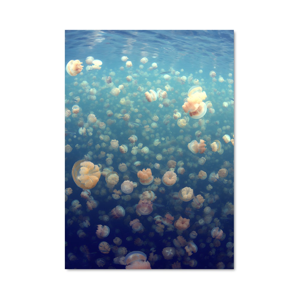 Poster Jellyfish lake 93561