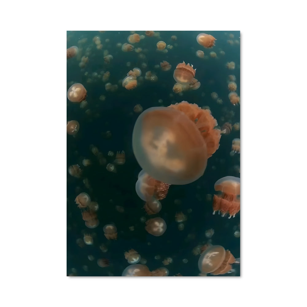 Poster Jellyfish lake 93560