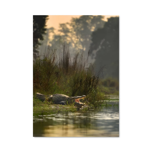 Poster Le Crocodile Kachikally