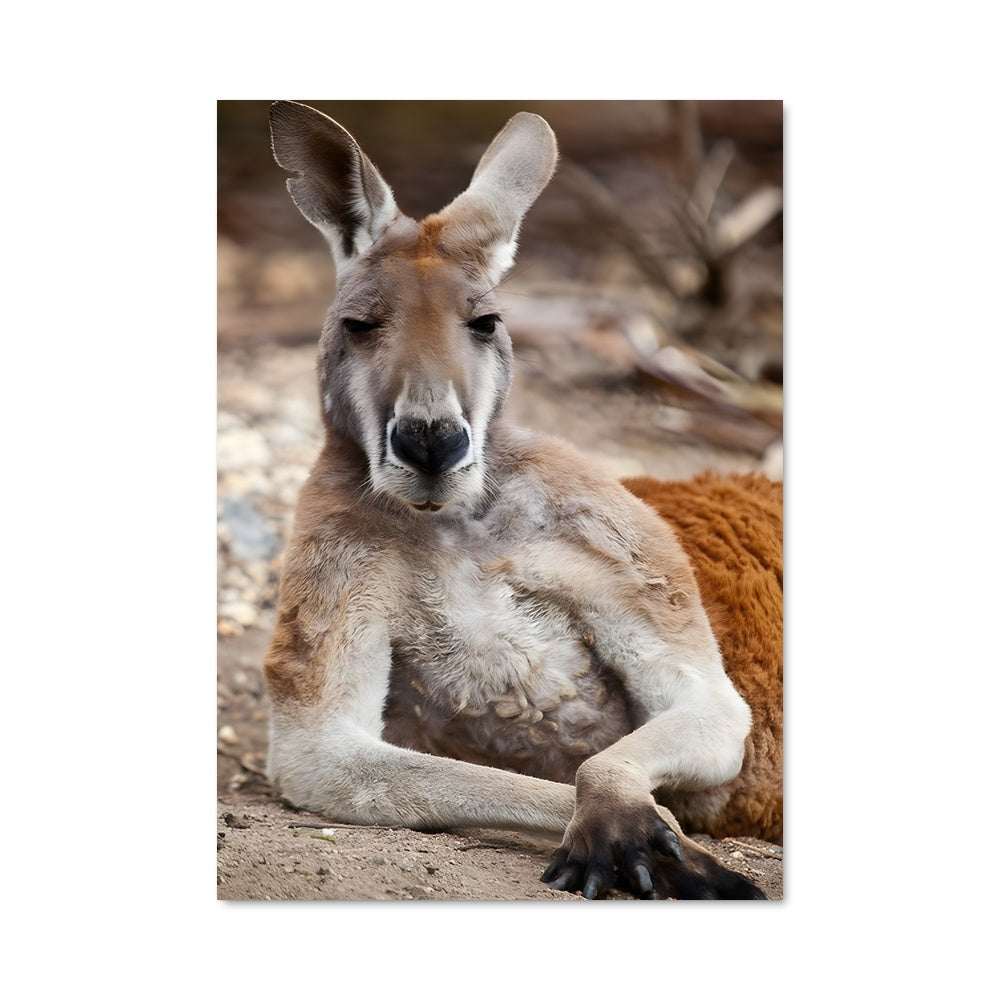 Poster Kangourou Paresseux