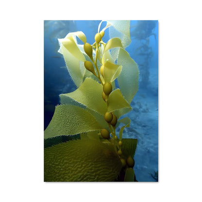 Poster Algue d'Or