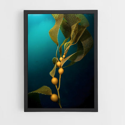 ap-kelp-7 cadre Noir