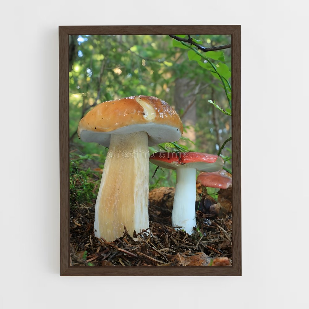 ap-king bolete-1 cadre Bois foncé