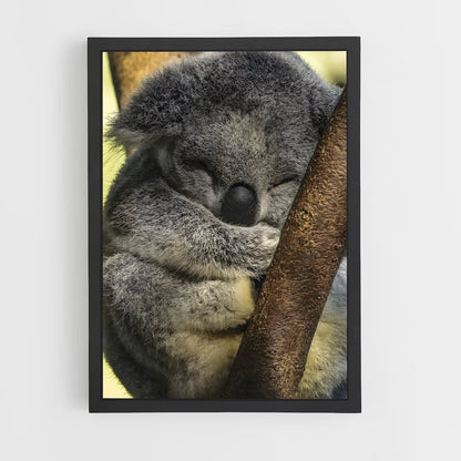 ap-koala-4 cadre Noir