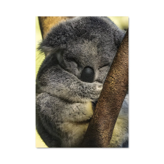 Poster Koala Doux Rêve