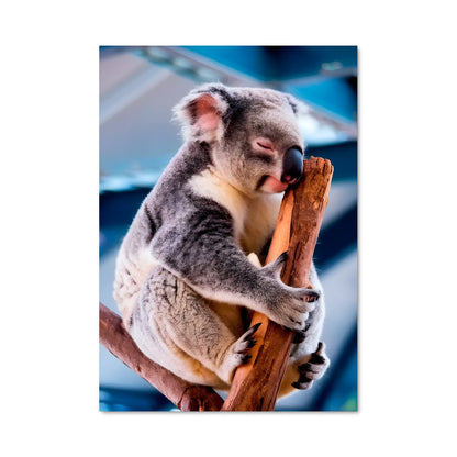 Poster Koala Zen
