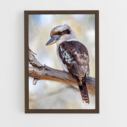 ap-kookaburra-6 cadre Bois foncé