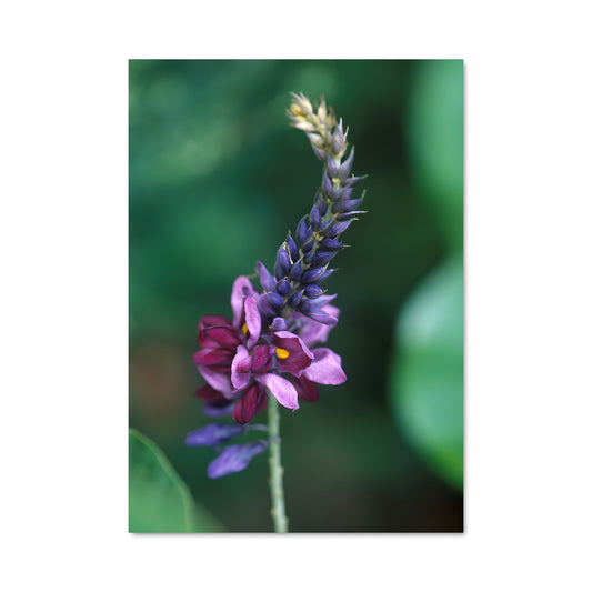 Poster Fleur de Kudzu