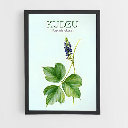 ap-kudzu-5 cadre Noir