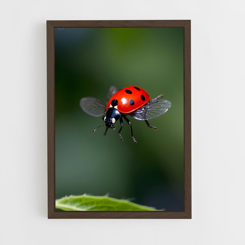 ap-ladybug-6 cadre Bois foncé