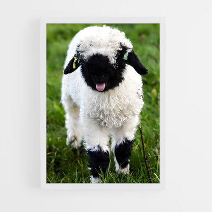 ap-lamb-14 cadre Blanc