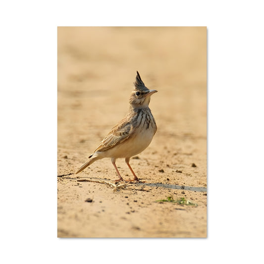 Poster Chant du Moineau