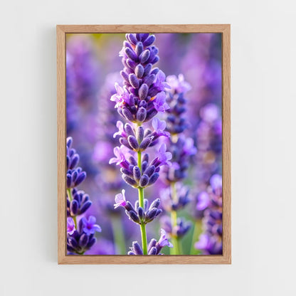 ap-lavender-12 cadre Bois clair