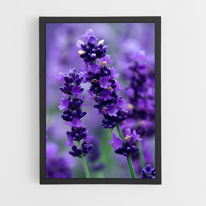 ap-lavender-9 cadre Noir