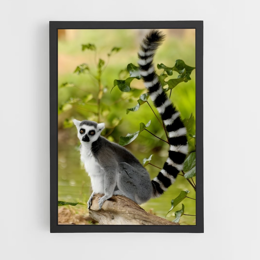 ap-lemur-1 cadre Noir