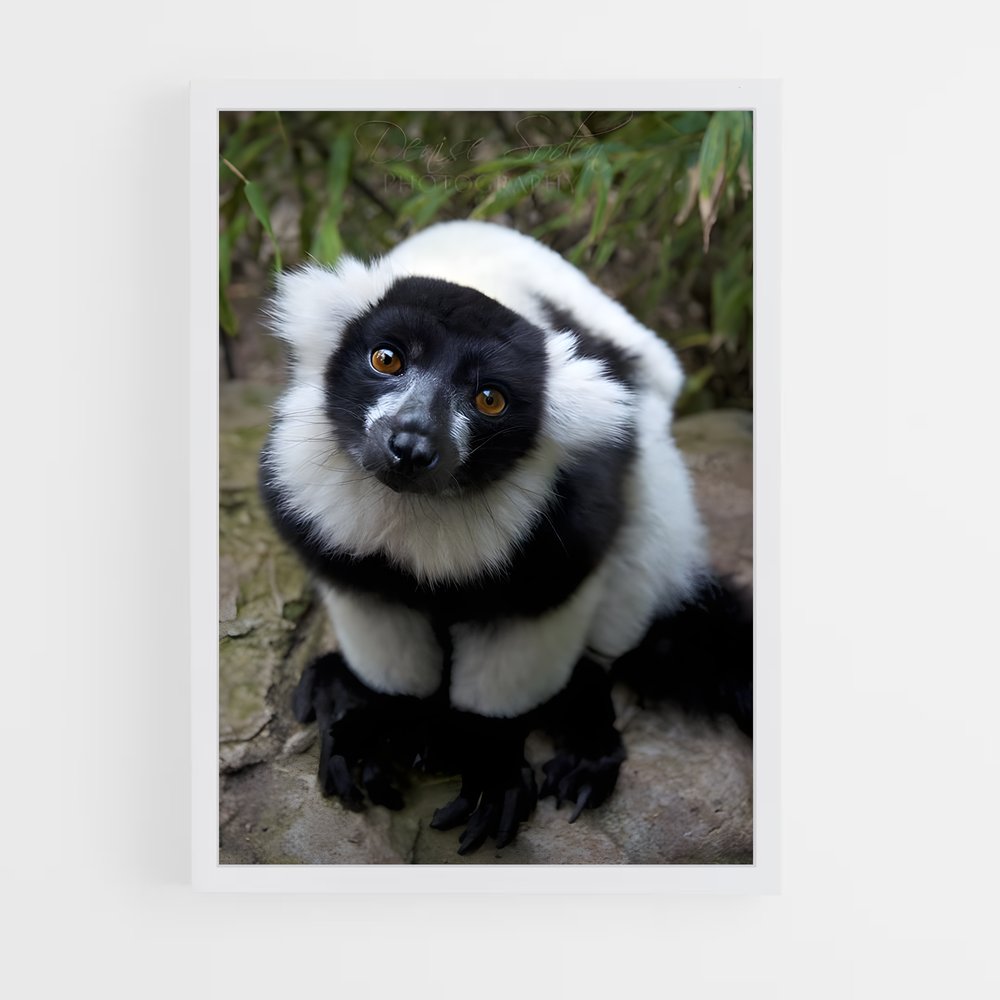 ap-lemur-5 cadre Blanc