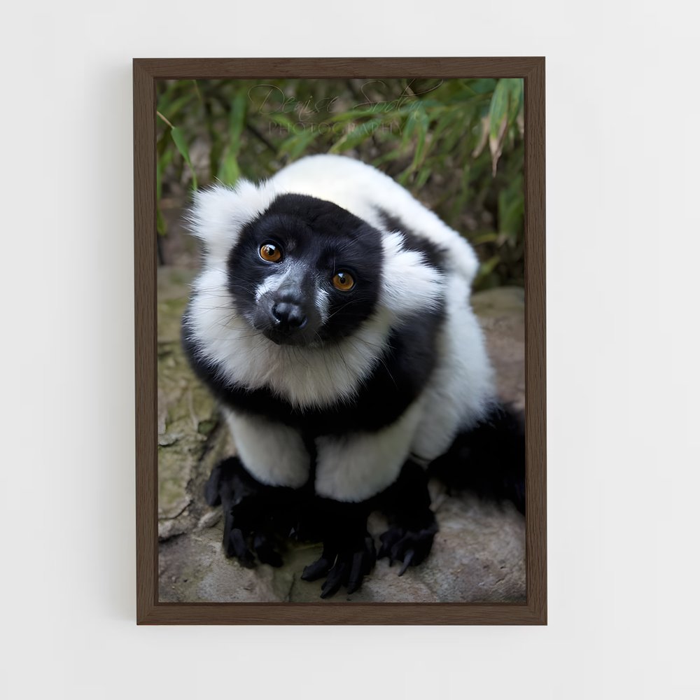 ap-lemur-5 cadre Bois foncé