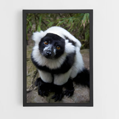 ap-lemur-5 cadre Noir