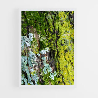 ap-lichen-1 cadre Blanc